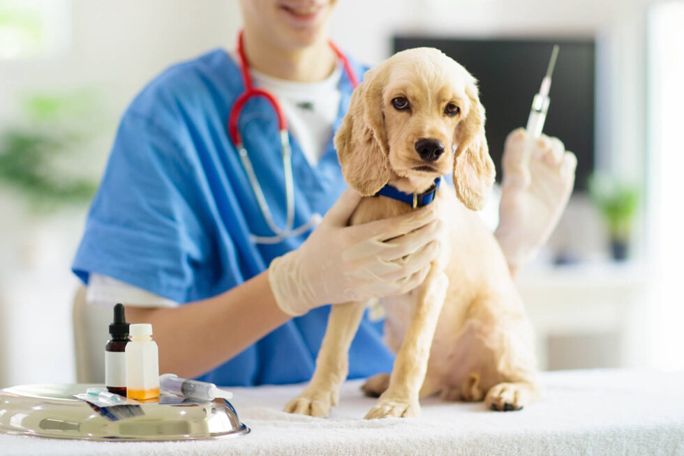 What Vaccinations Do Pets Need for Boarding Kennels? - Accredited