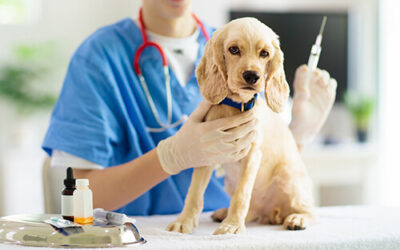 What Vaccinations Do Pets Need for Boarding Kennels?